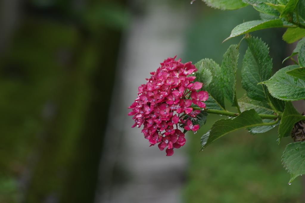 2021夏の忘れ物-紅い紫陽花