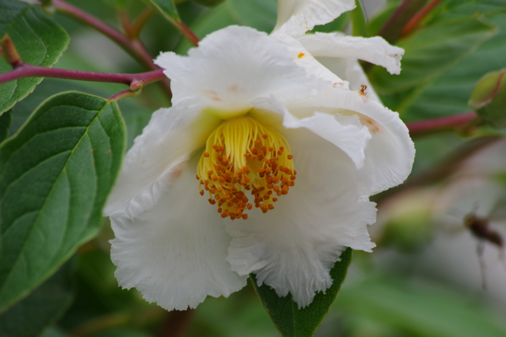 花散歩‐夏椿