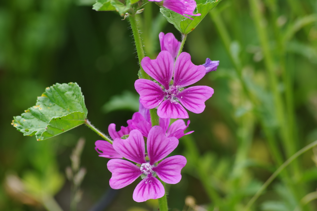 六月の花散歩‐銭葵