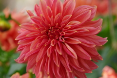 山形のダリア-創造