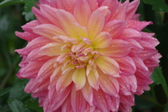 秋田のダリア-18・19