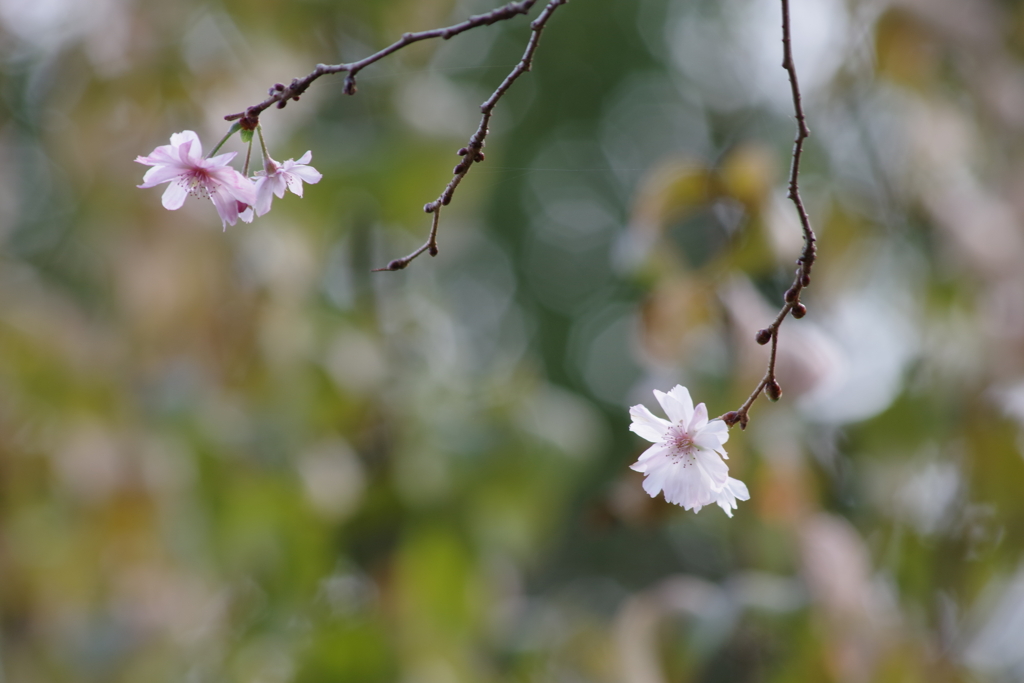 野草園の十月桜-4
