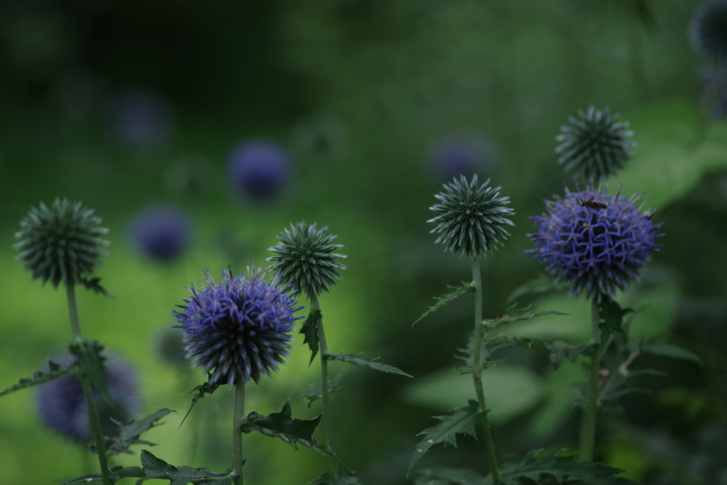 真夏の野草園‐瑠璃玉薊