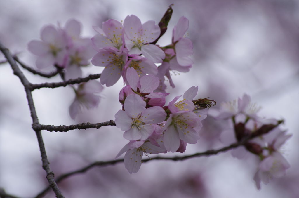 春の忘れ物‐江戸彼岸桜