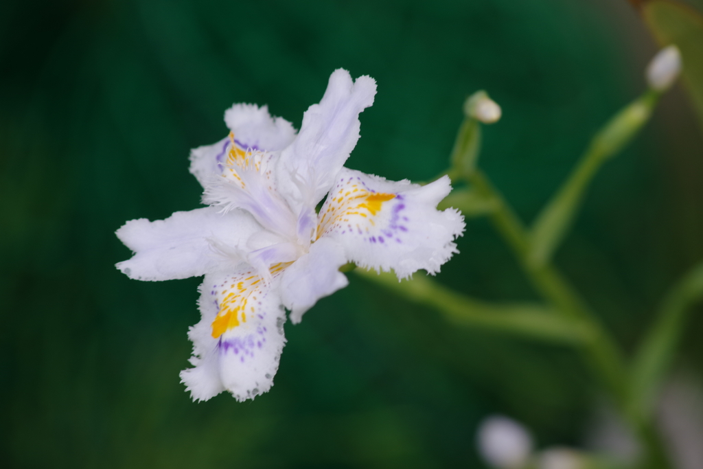 家の周りで‐シャガ