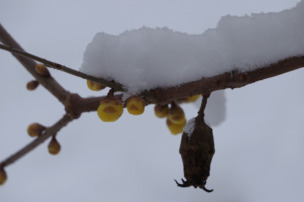 雪にも寒さにもめげず咲く-4