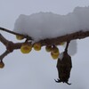 雪にも寒さにもめげず咲く-4