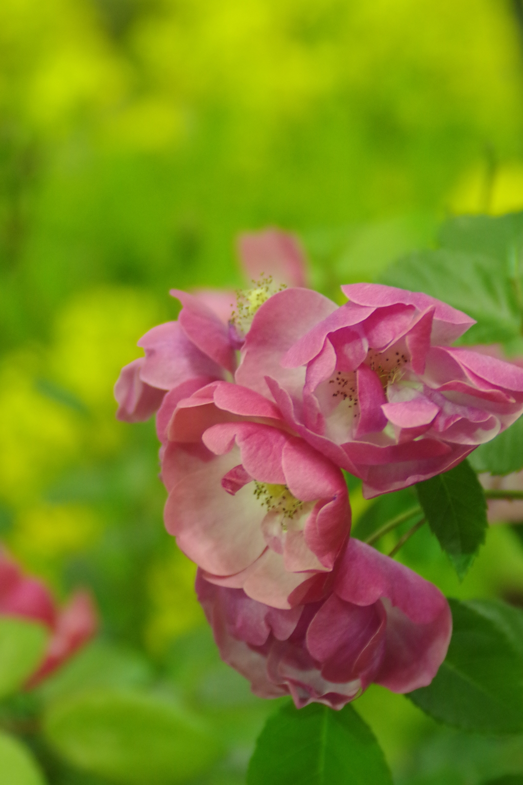 菜の花とつる薔薇アンジェラ