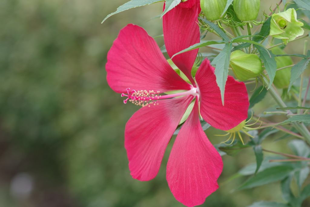 花散歩‐モミジアオイ