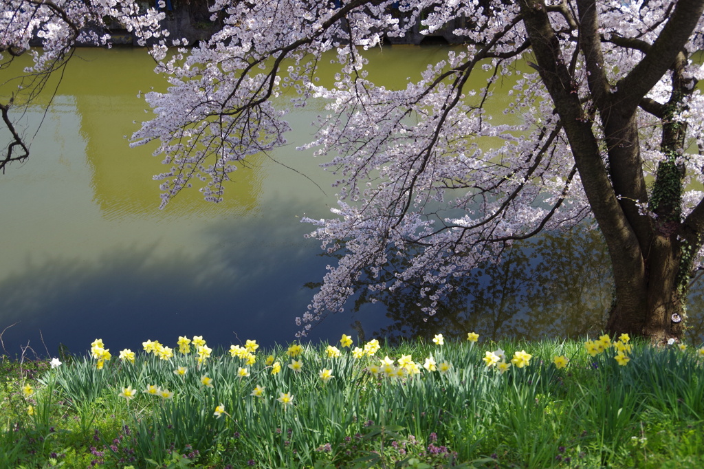 お堀の桜-1