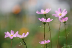 花散歩‐秋桜が揺れる