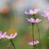 花散歩‐秋桜が揺れる