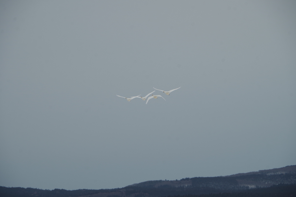 鳥海山麓の白鳥