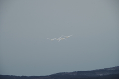 鳥海山麓の白鳥