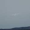 鳥海山麓の白鳥
