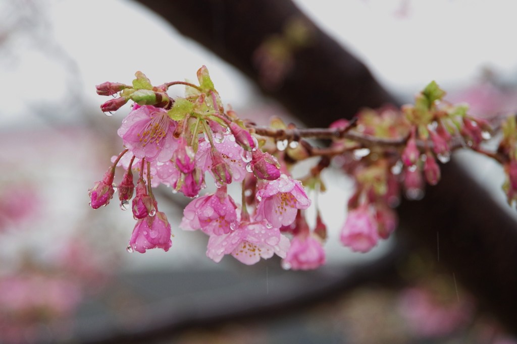 花に雨-3