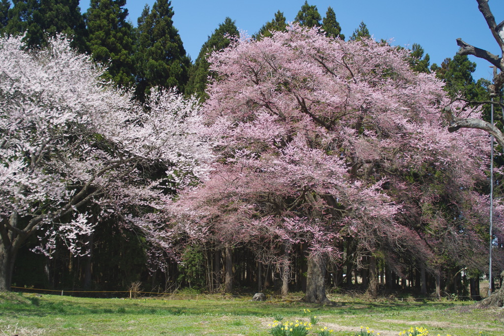 跡継ぎの桜達