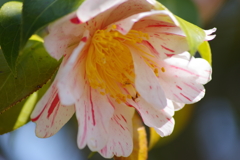 花散歩-絞りの椿