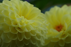 神代植物公園の花達-イエローサンシャイン