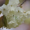 春を待つ心-ウコン桜