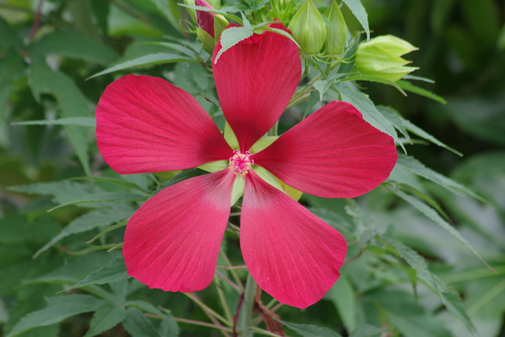 花散歩-モミジアオイ