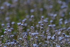 鳥海山麓の花たち－ノハラワスレナグサ
