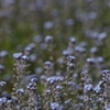 鳥海山麓の花たち－ノハラワスレナグサ