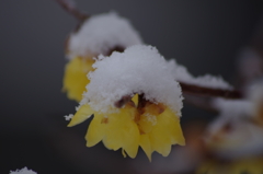 蝋梅に雪‐春はまだまだ遠い-3