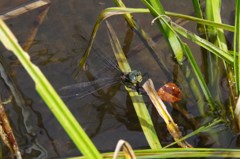 水辺の草に掴まって-2