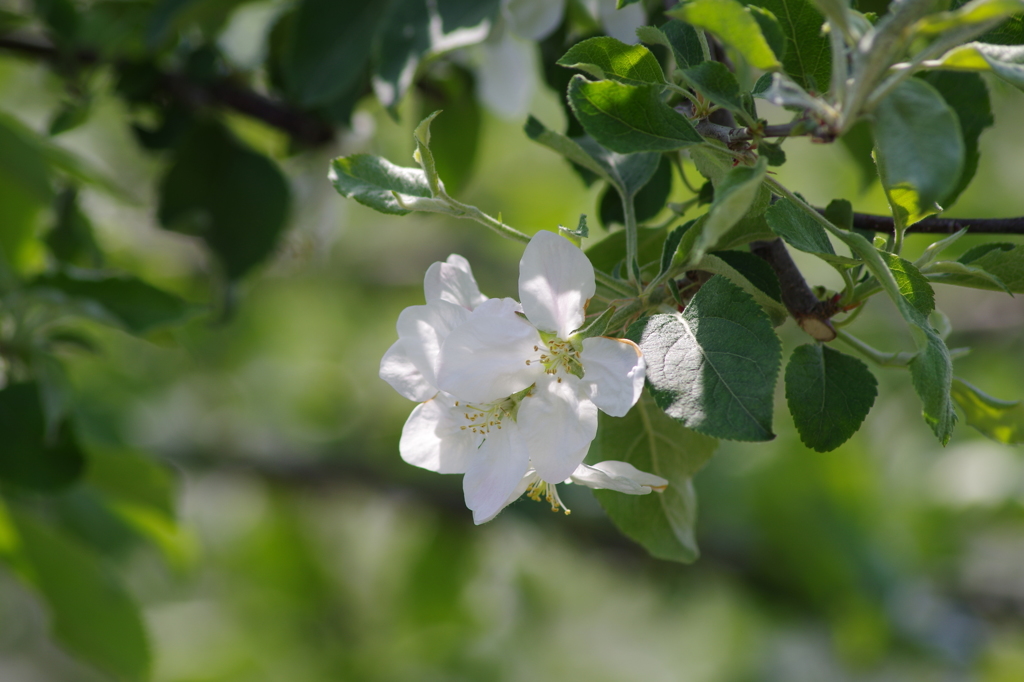 林檎の花-4