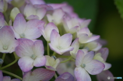 薄桃の紫陽花