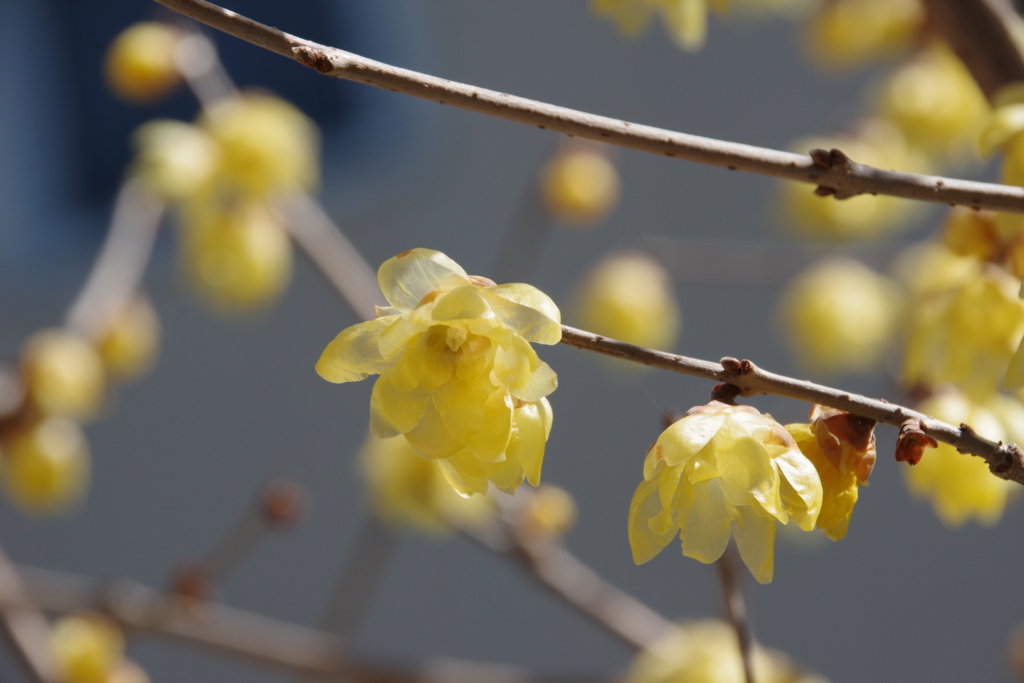 俄然春めいて蝋梅香る-4