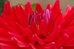 秋田のダリア‐烈火