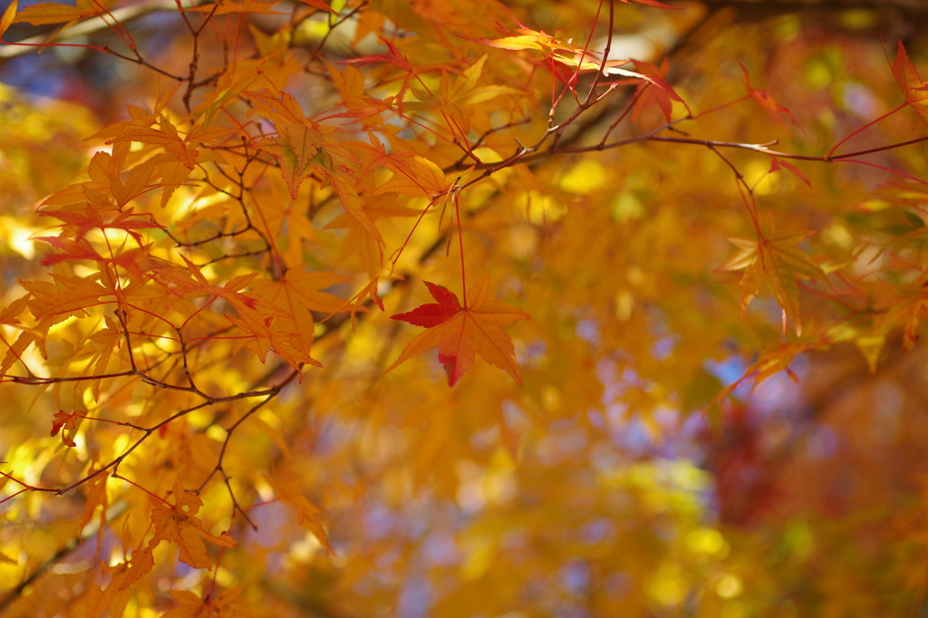 紅く燃え-いろはもみじ9
