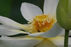 白花の蕊