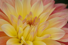 秋田のダリア-こころ