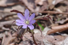 野草園の春‐キクザキイチゲ・青花