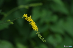 夏の忘れ物‐金水引