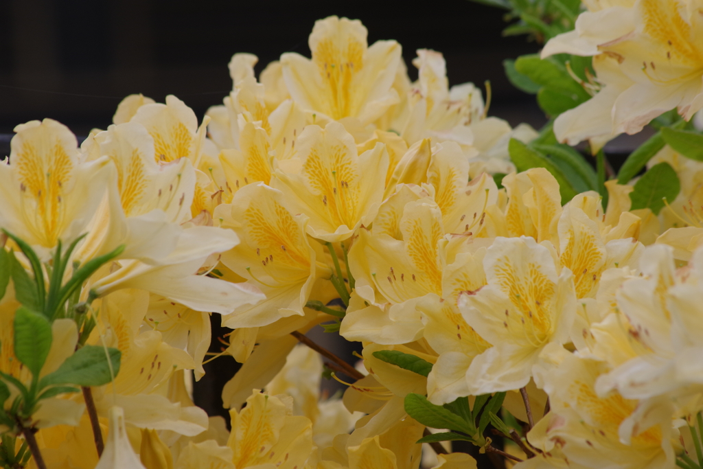 花散歩‐黄蓮華ツツジ