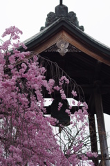 光禅寺の枝垂れ桜-2