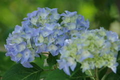 花散歩‐水色の紫陽花