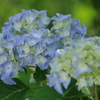 花散歩‐水色の紫陽花