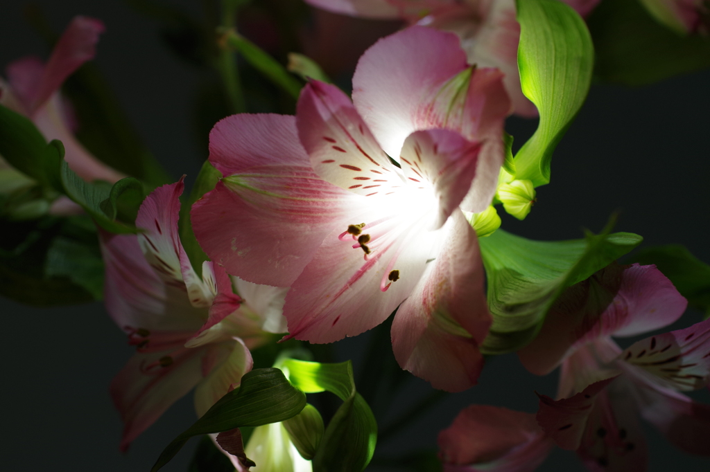 ピンクのアルストロメリア