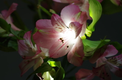 ピンクのアルストロメリア