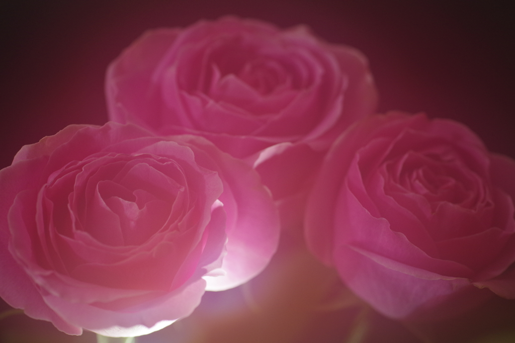 三本の薔薇-5