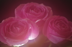 三本の薔薇-5