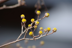 花散歩－山茱萸