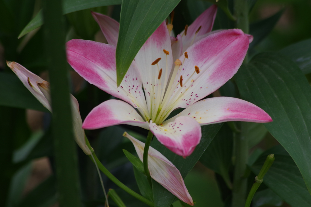 花散歩‐葉陰に百合