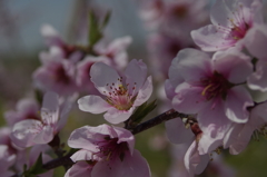 春の忘れ物‐実桃