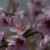 春の忘れ物‐実桃